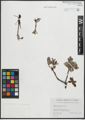 Foto von Salix arctica Pall.